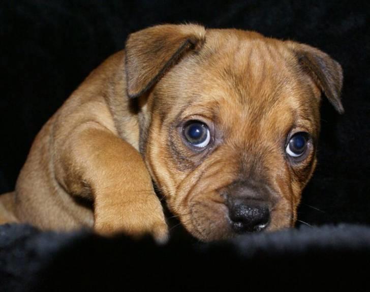 Staffordshire bull terrier Manse billede 4