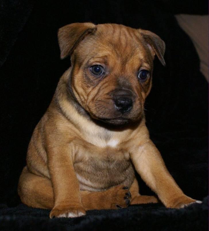 Staffordshire bull terrier Manse billede 5