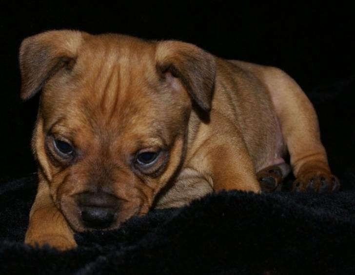 Staffordshire bull terrier Manse billede 6