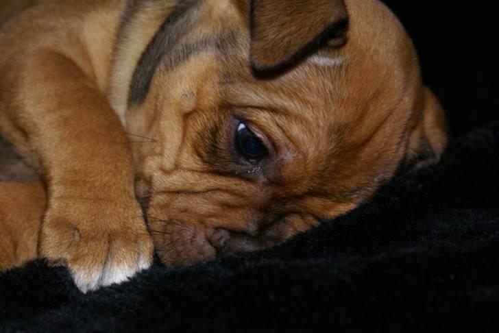 Staffordshire bull terrier Manse billede 7