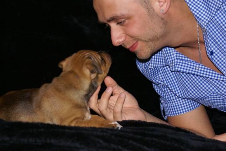 Staffordshire bull terrier Manse billede 10