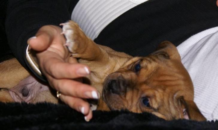 Staffordshire bull terrier Manse billede 11