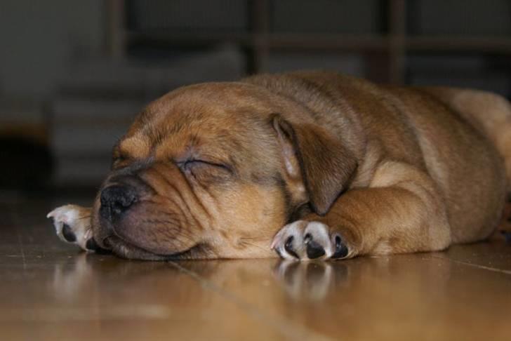 Staffordshire bull terrier Manse billede 12