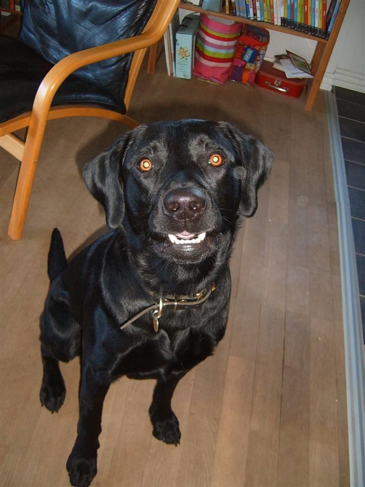 Labrador retriever Anton Skjødt - SMILLLL.. Du er på billede 8