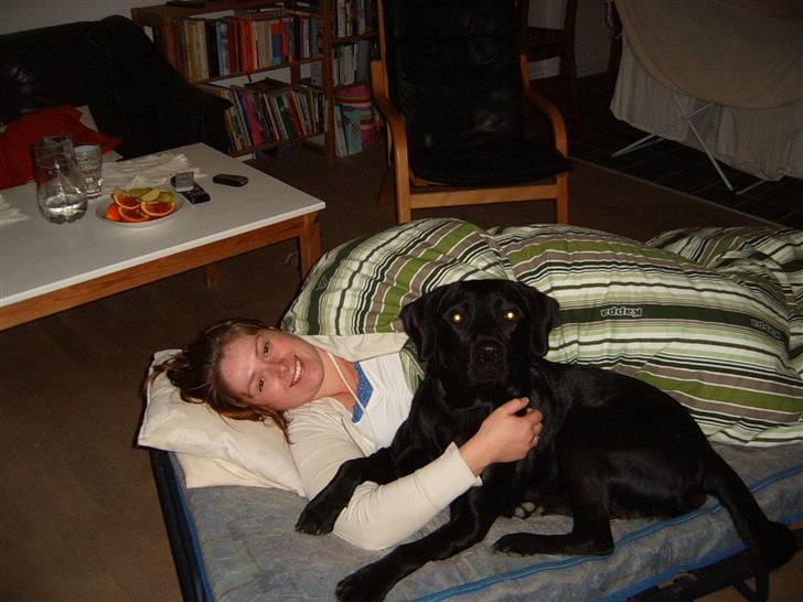 Labrador retriever Anton Skjødt - Jeg elsker og putte med mor... billede 9