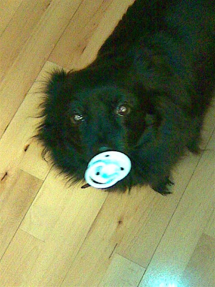 Pomeranian Gismo (R.I.P) billede 12