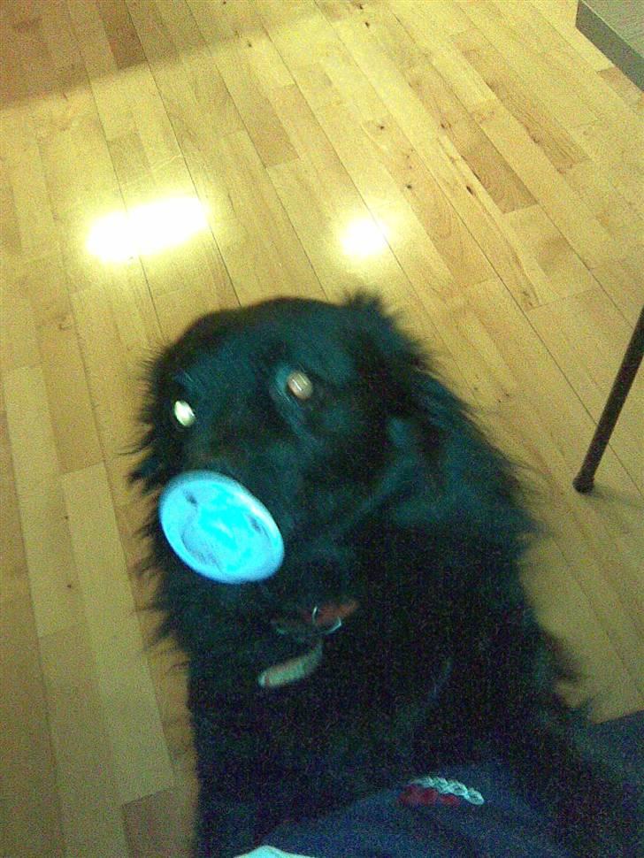 Pomeranian Gismo (R.I.P) billede 13