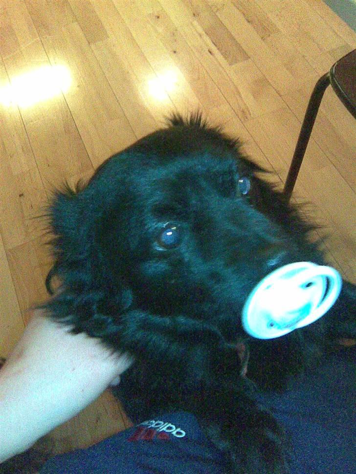 Pomeranian Gismo (R.I.P) billede 14