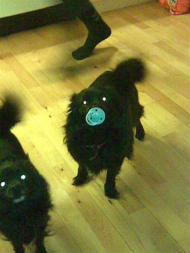 Pomeranian Gismo (R.I.P) billede 15