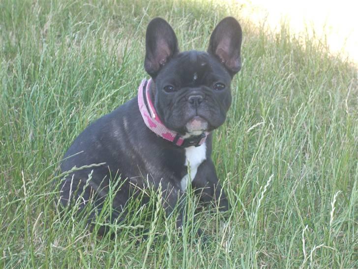 Fransk bulldog Lui Aimeé Coco Chanel - 6 uger billede 4