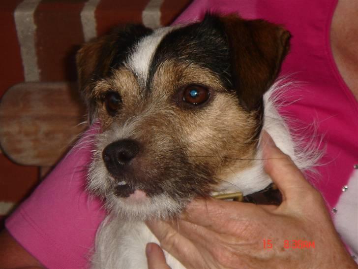 Jack russell terrier Knud - Her er jeg  billede 1