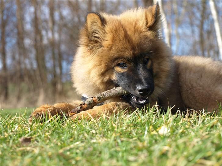 Eurasier Balules Devil By Night billede 2