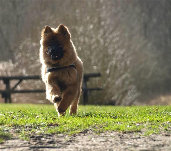Eurasier Balules Devil By Night billede 3