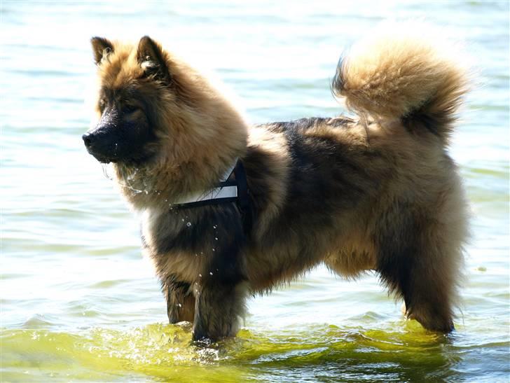 Eurasier Balules Devil By Night billede 4