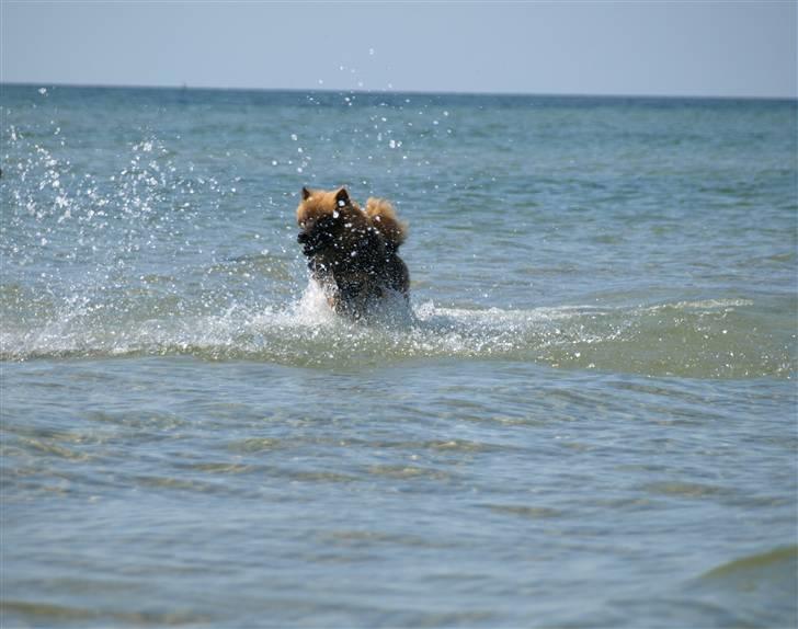 Eurasier Balules Devil By Night billede 5