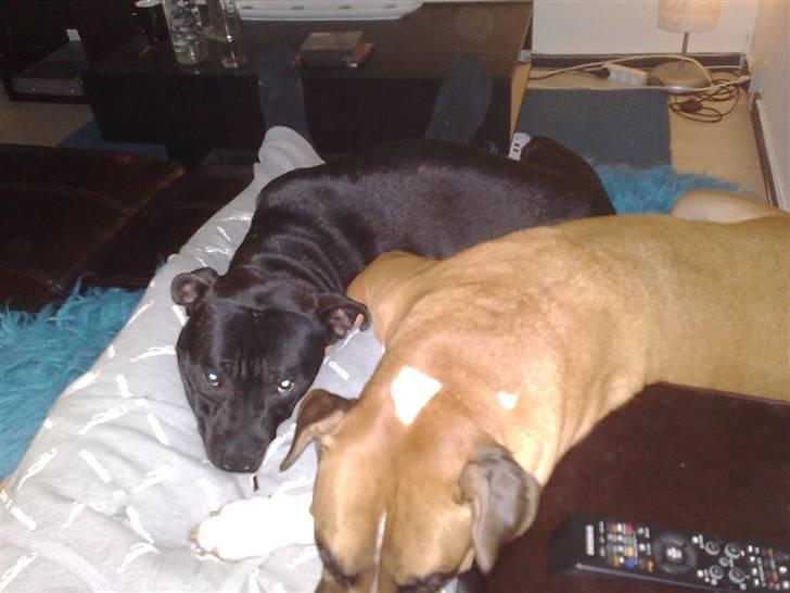 Staffordshire bull terrier Sanchez - 7 mdr efter billed 13 blir der også lige puttet billede 14