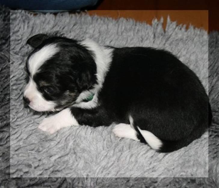 Blanding af racer (papillion/chihuahu)Happy - her er han 4/5 uger, han er 16 uger i dag,.*kommer snart nyer billeder. billede 1