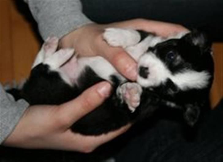 Blanding af racer (papillion/chihuahu)Happy - her er han 4/5 uger, han er 16 uger i dag,, * kommer snart nyere billeder . billede 2