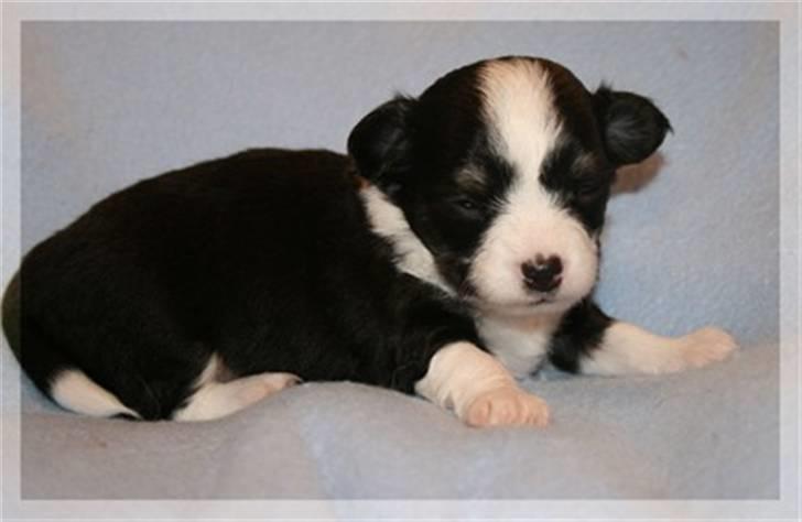 Blanding af racer (papillion/chihuahu)Happy - her er han 3 uger, han er 16 uger i dag,, * kommer snart nyere billeder . billede 3