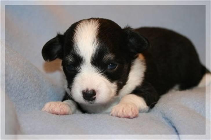 Blanding af racer (papillion/chihuahu)Happy - her er han 3 uger. han er 16 uger i dag,, * kommer snart nyere billeder . billede 4