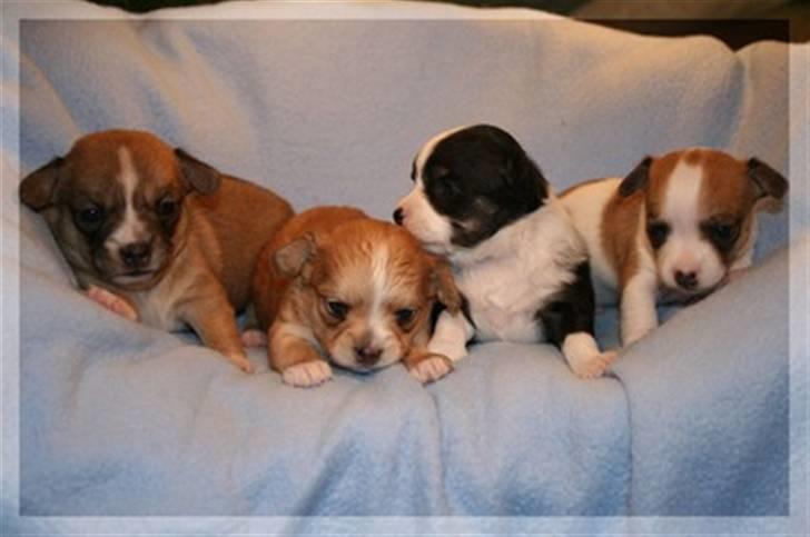 Blanding af racer (papillion/chihuahu)Happy - Her er happy med sine brødre Nemo helt til venstre, så er det Louis, Happy og til sidst Las. De er ca 3 uger her. billede 5