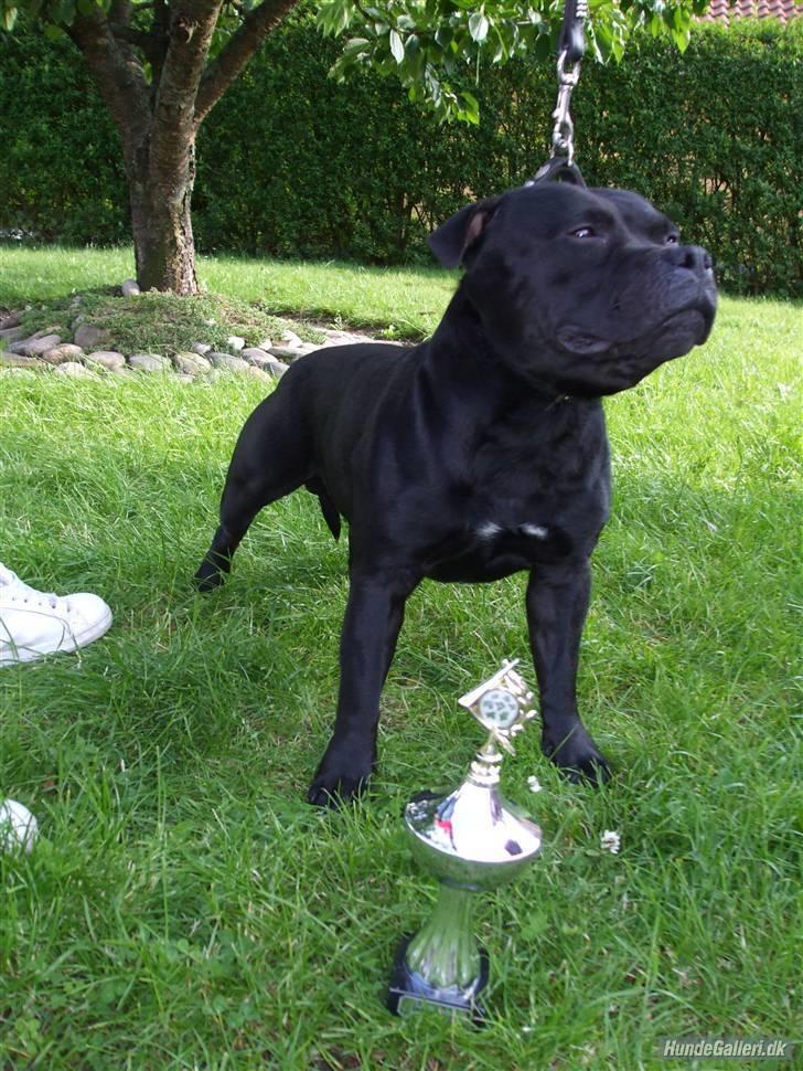 Staffordshire bull terrier Sanchez - Far Staff Only Advanced Copy (Ludvig) billede 15