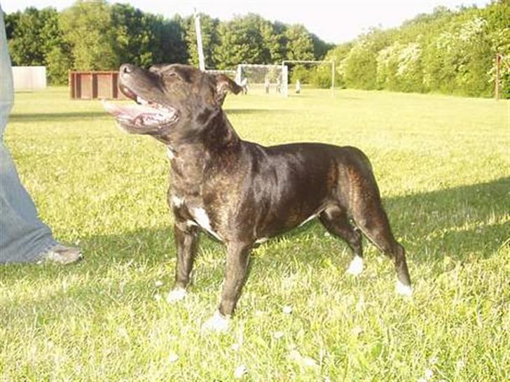 Staffordshire bull terrier Sanchez - Mor Westlund Allie billede 16
