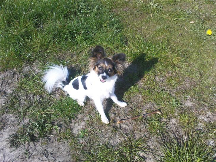 Papillon Ziva billede 9