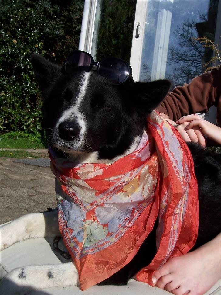Karelsk bjørnehund Fuji billede 13