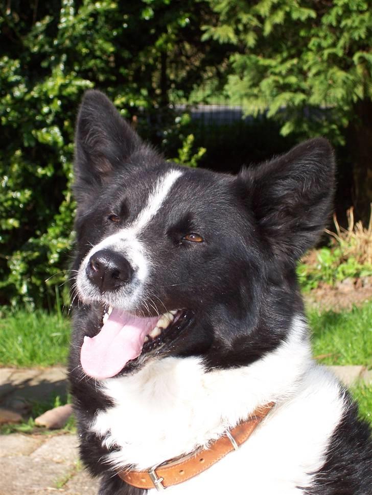 Karelsk bjørnehund Fuji - Fuji ser altid meget veltilfreds ud =) billede 14