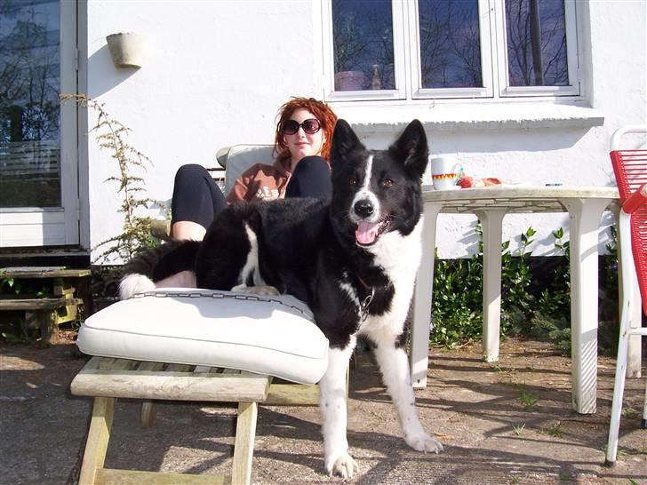 Karelsk bjørnehund Fuji - Jamen hvorfor ikke bruge en liggestol sådan? ;o) billede 15