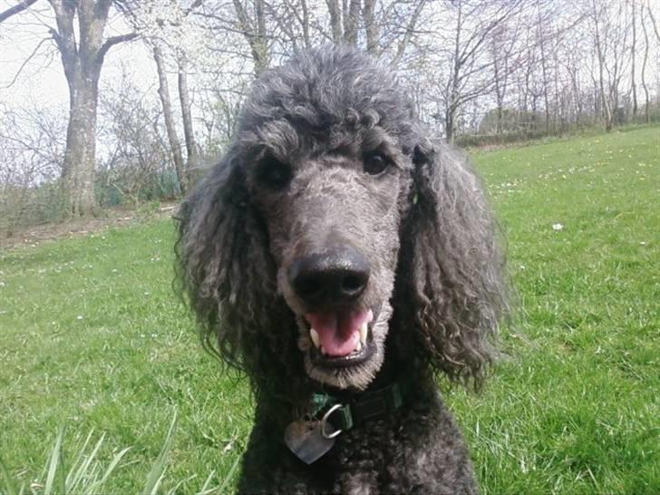 Storpuddel King <3 billede 1