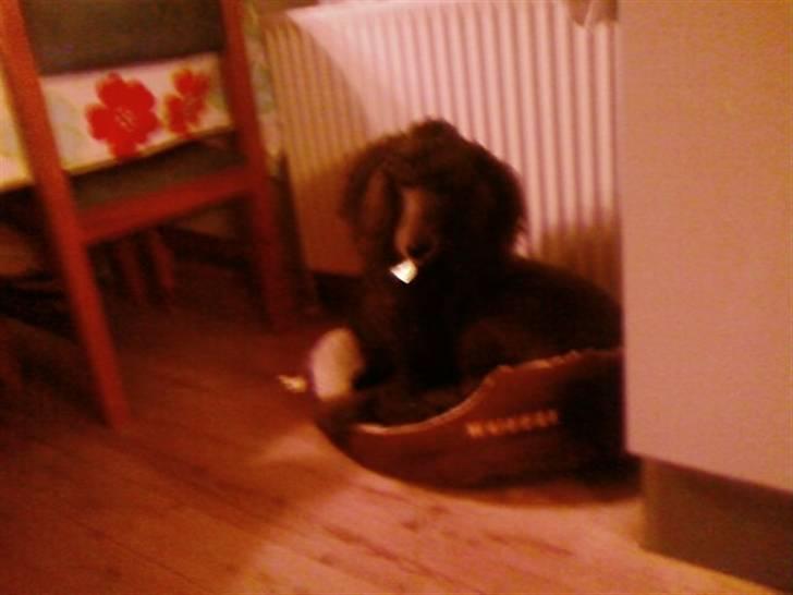 Storpuddel King <3 billede 2