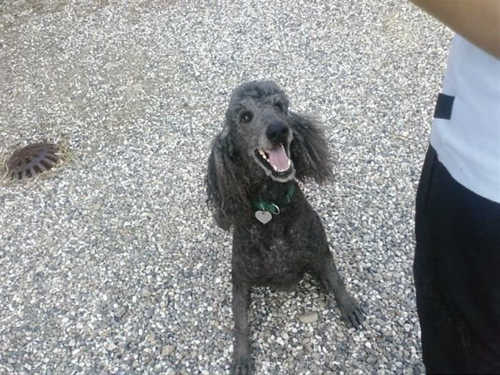 Storpuddel King <3 billede 3