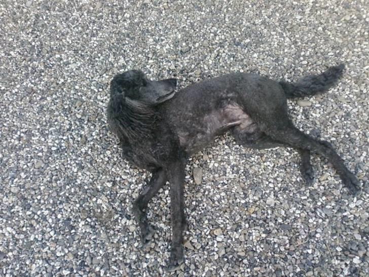 Storpuddel King <3 billede 4