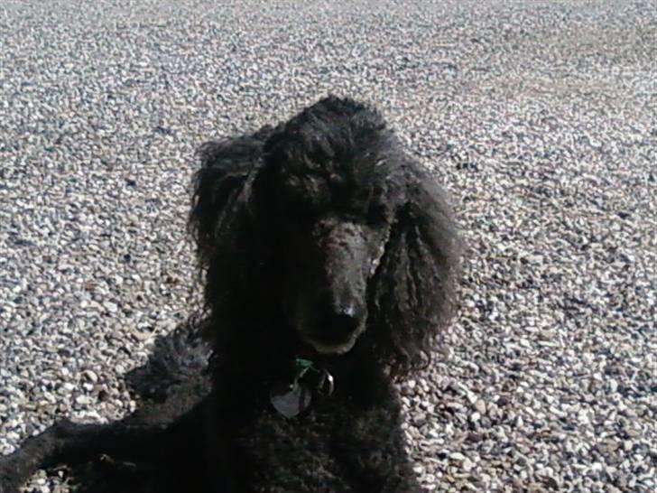 Storpuddel King <3 billede 5