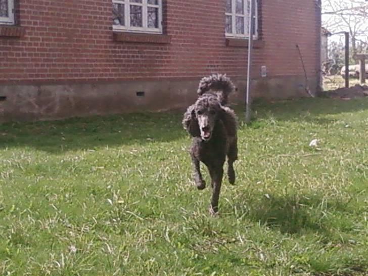 Storpuddel King <3 billede 6