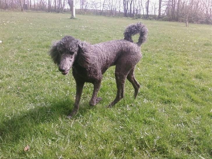 Storpuddel King <3 billede 7