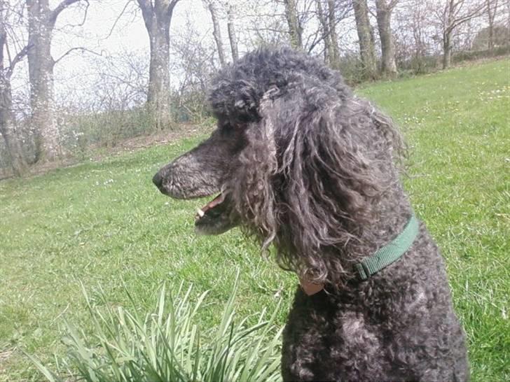 Storpuddel King <3 billede 8