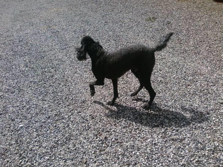 Storpuddel King <3 billede 9