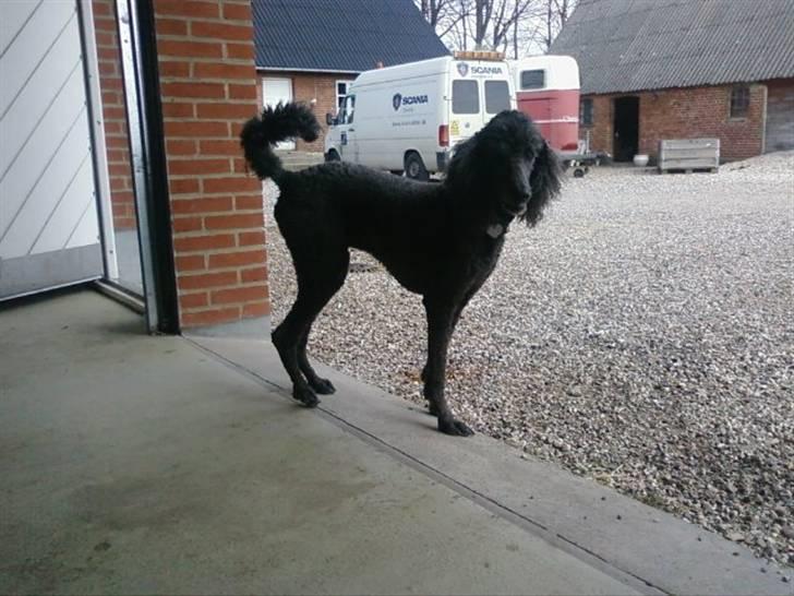 Storpuddel King <3 billede 10