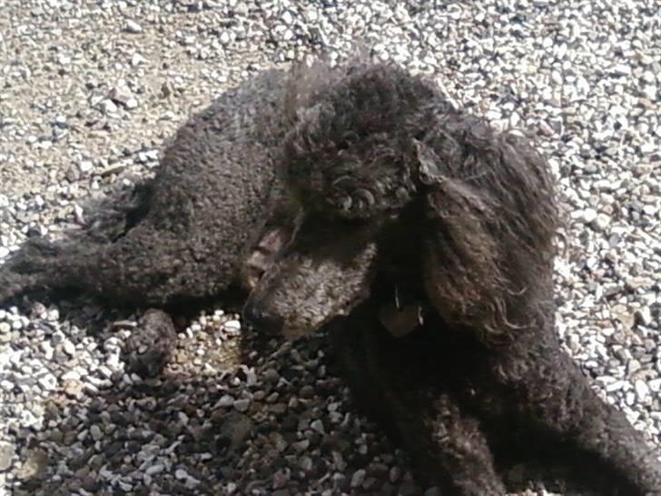 Storpuddel King <3 billede 11