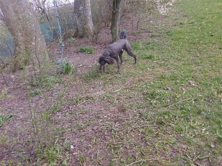 Storpuddel King <3 billede 12