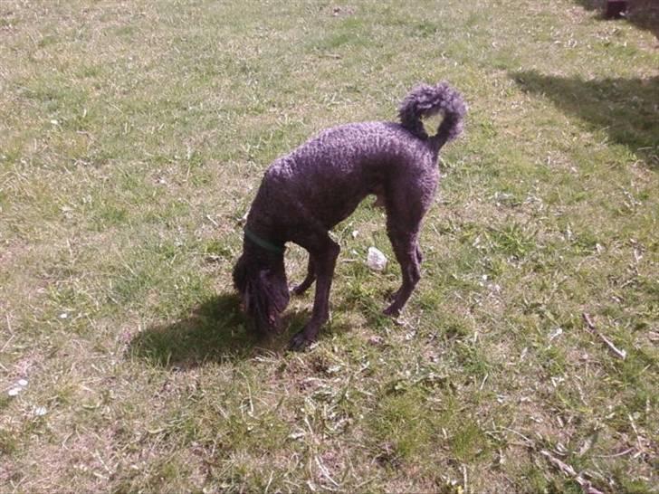 Storpuddel King <3 billede 14