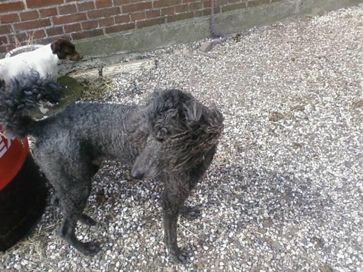 Storpuddel King <3 billede 16