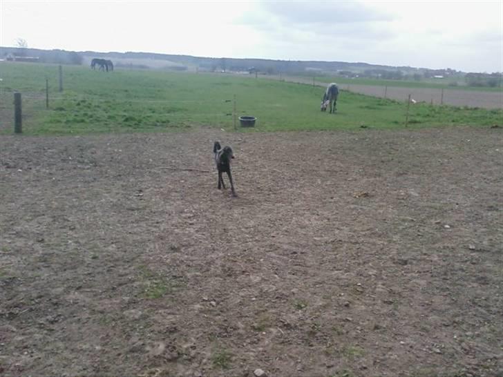 Storpuddel King <3 billede 17