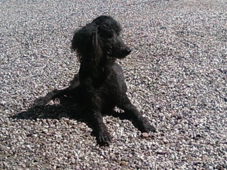 Storpuddel King <3 billede 18