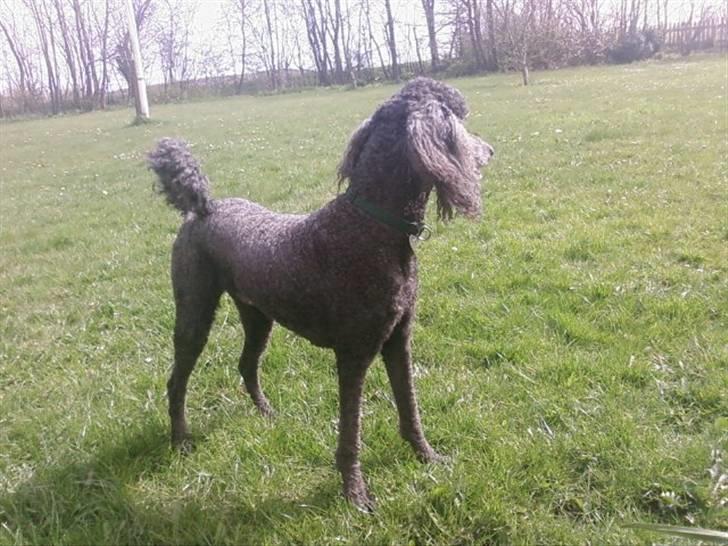 Storpuddel King <3 billede 19