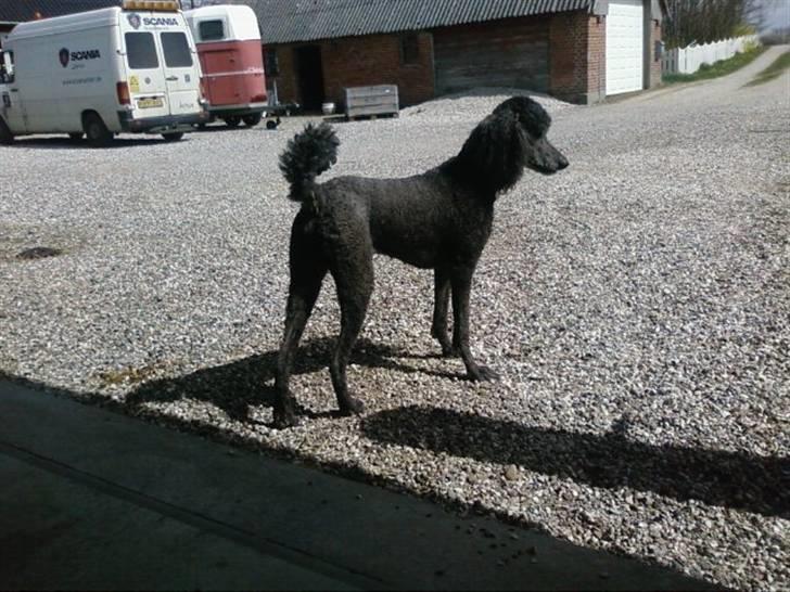 Storpuddel King <3 billede 20