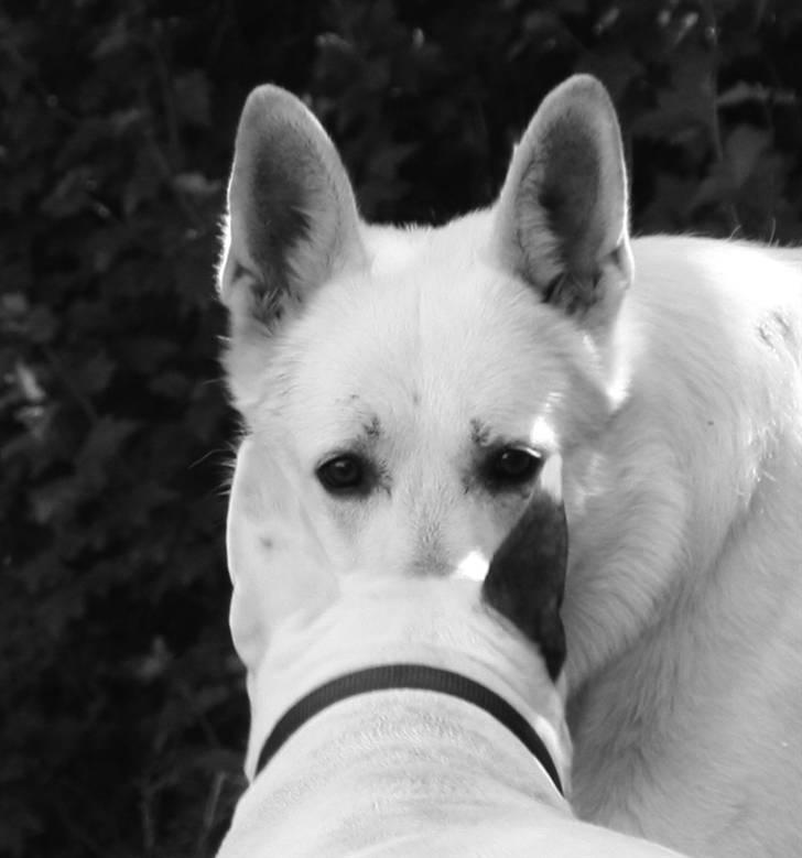 Bullterrier WB´s Auricle Amy (Båtte) - Stirrekonkurrence med Aslan :)  billede 18